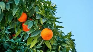 naranjas selva tropical