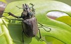 Insecto