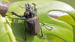 Insecto