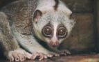 El primate