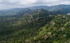 El Parque Nacional Darién, en Panamá, alberga especies vegetales únicas en el mundo. Foto: Ministerio de Ambiente de Panamá