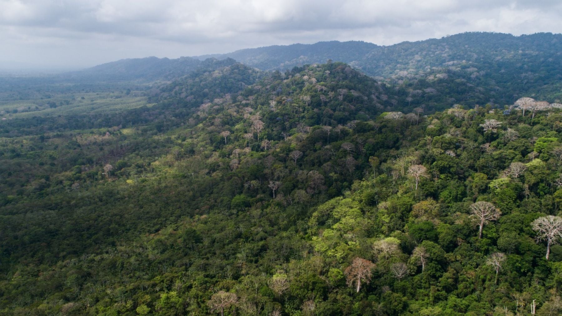 El Parque Nacional Darién, en Panamá, alberga especies vegetales únicas en el mundo. Foto: Ministerio de Ambiente de Panamá
