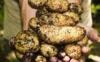 Biofertilizante patatas, cultivo de patatas en Argentina, biofertilizante argentino aumenta productividad cultivos, biofertilizantes.
