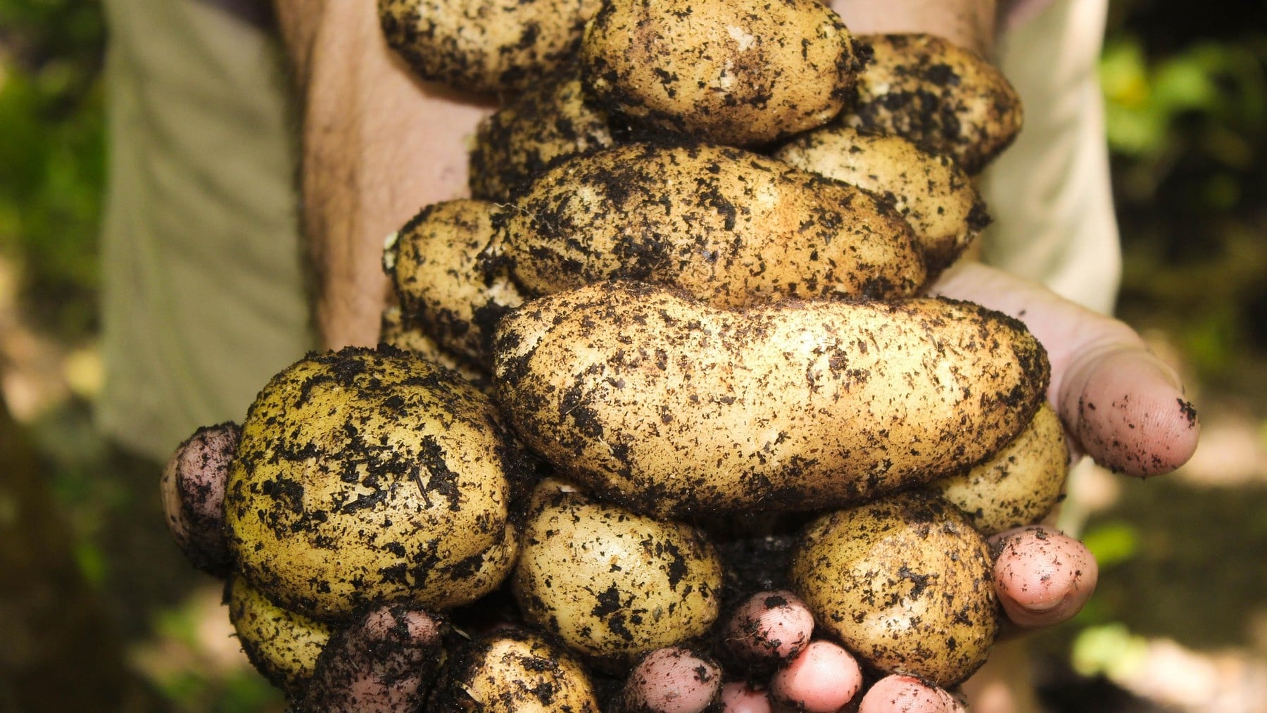Investigadores argentinos crean un revolucionario biofertilizante que produce 7.000 kg extra de patata por hectárea de cultivo