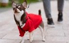 Perros, animales, mascotas