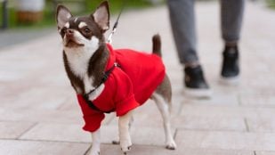Perros, animales, mascotas