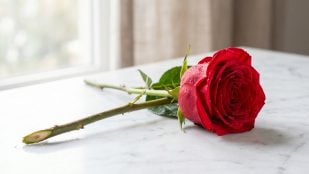 Rosa