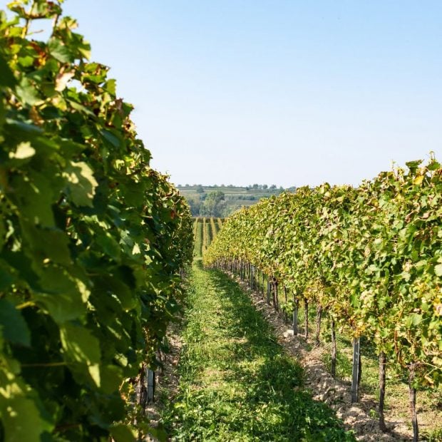 carlos falco finca toledo vino