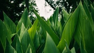 Planta de interior