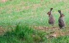 Plaga de conejos