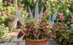 Plantas