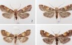polilla, insecto, animales, especie