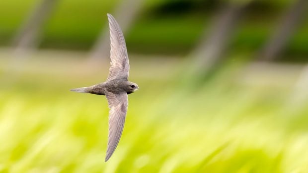 vencejo vuelo