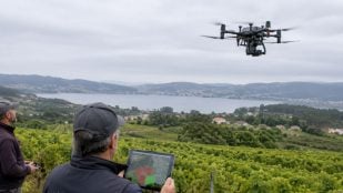 Drones, IA, naturaleza, viñedos, plagas, agricultores