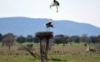 Joya zoológica, Castilla-La Mancha, Cabañeros, turismo