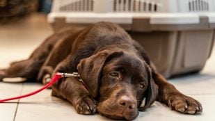 Mascotas, animales, curiosidades, perros