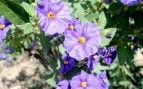 Arbusto, planta, naturaleza, curiosidades
