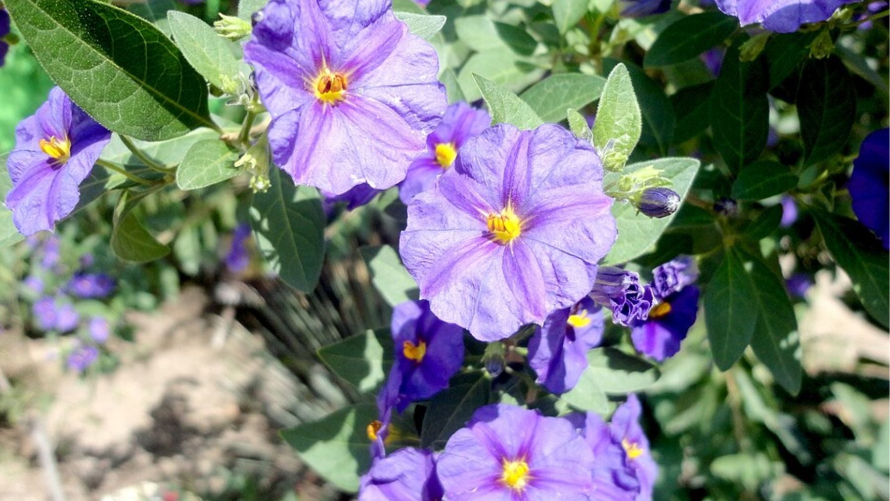 Ni hortensia ni lavanda: el arbusto que puedes pla