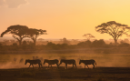 África - Canva