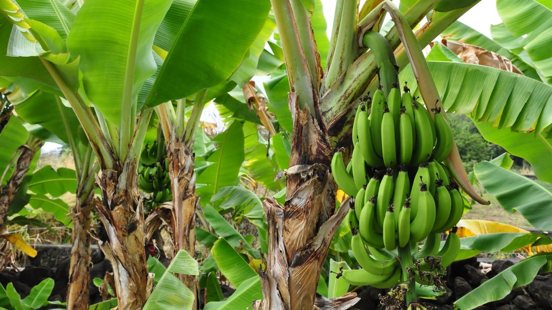Brasil desafía las leyes agrarias y transforma 220 toneladas