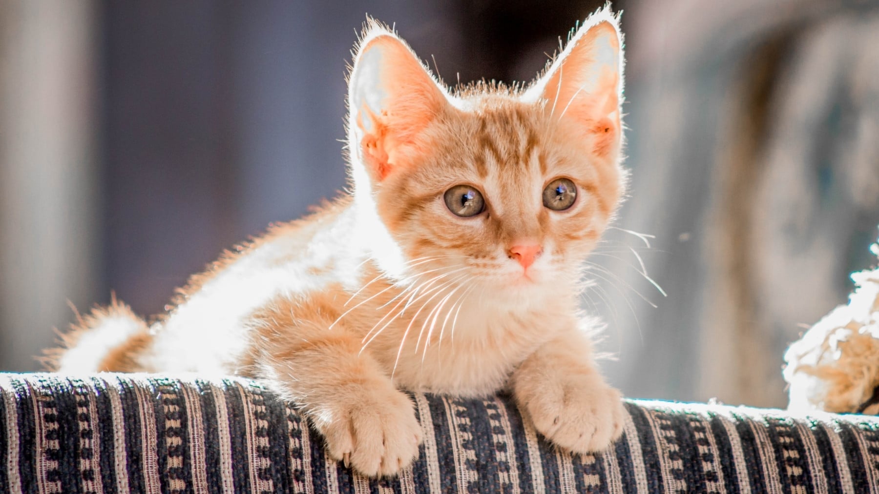 Los gatos saben manipular nuestra mente y los veterinarios c