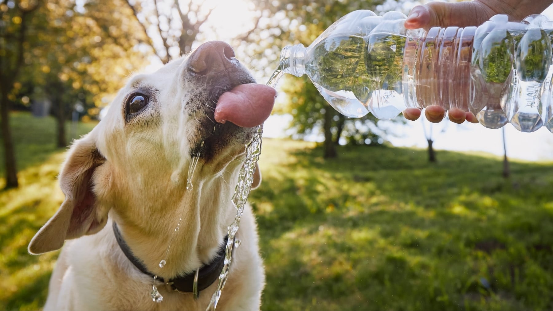 Alerta de los veterinarios por el gesto que hacen muchos per