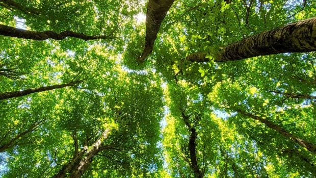 &iquest;A cu&aacute;nto asciende el valor de un &aacute;rbol? Toda la riqueza que generan sin pedir nada a cambio