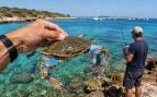 Pesca cangrejo azul en Baleares, pesca recreativa cangrejo azul, cangrejo azul es una especie invasora, Baleares aprueba pesca recreativa cangrejo azul.