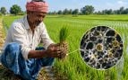 Usan hongos para mejorar productividad del arroz, invento científico agricultura de la India, aumentan rendimiento del arroz con hongos en India.