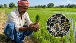Usan hongos para mejorar productividad del arroz, invento científico agricultura de la India, aumentan rendimiento del arroz con hongos en India.