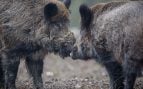 Jabalíes, animales, naturaleza
