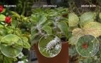 Plagas, jardines, animales