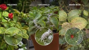 Plagas, jardines, animales