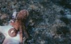 Pulpos, animales, naturaleza