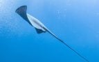 Rayas, Baleares, curiosidades