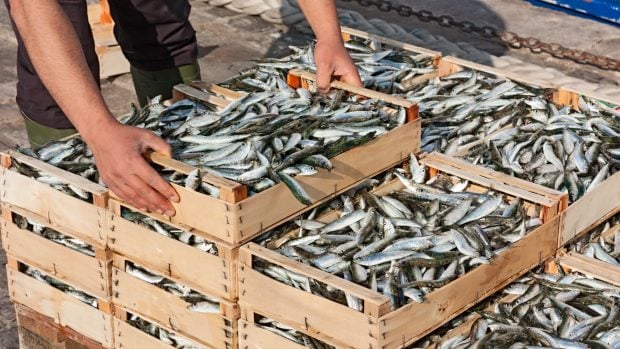 sobrepesca sardinas