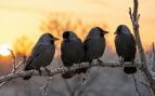 Aves, animales, grajillas