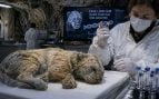 Cachorro, león de las cavernas, animales, ciencia