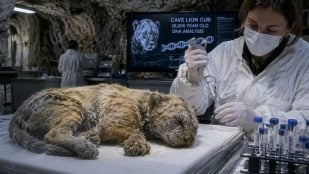 Cachorro, león de las cavernas, animales, ciencia