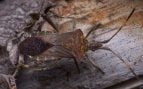 Chinche de los frutales. Foto: Javier Gross (CC BY-NC) - iNaturalist Chile