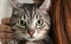 Gato