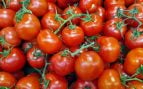 Los tomates