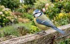 Canto pájaros