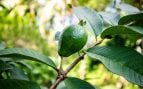 Este árbol es ideal para tu patio: no agrietará el suelo, proporciona mucha sombra y produce frutos deliciosos