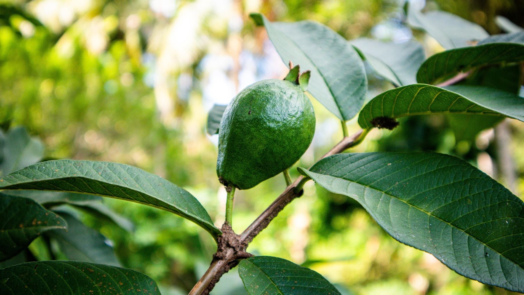 Este árbol es ideal para tu patio: no agrietará el