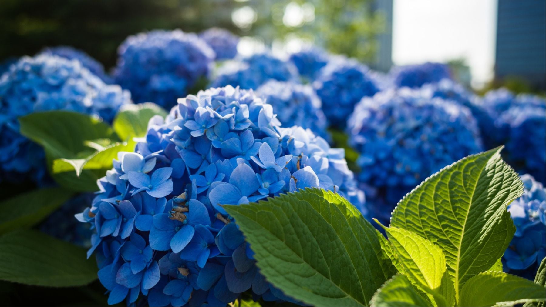La mejor planta con flores que puedes poner en tu jardín en Galicia: solo crece bien al sol cuando el clima es húmedo