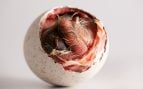 Huevos aves