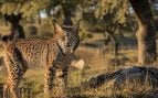 lince ibérico, animal, lince