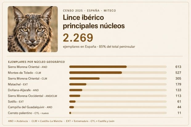 lince ib&eacute;rico