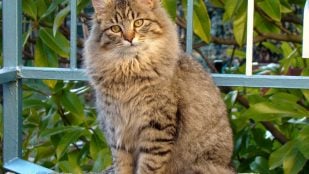 Gato